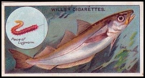 44 Whiting